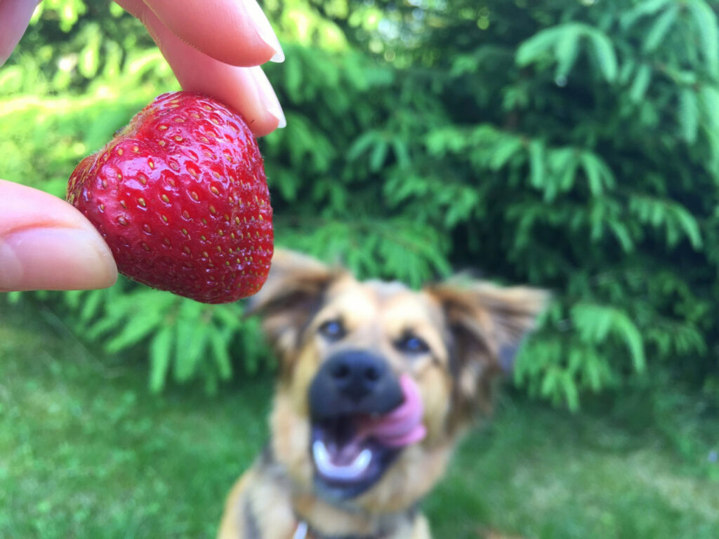 Un perro tiene ganas de comer una fresa