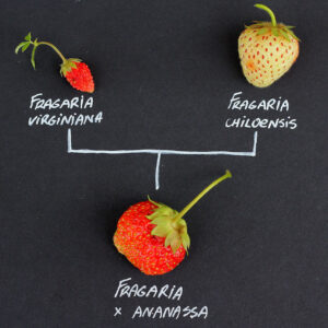 El origen de las fresas