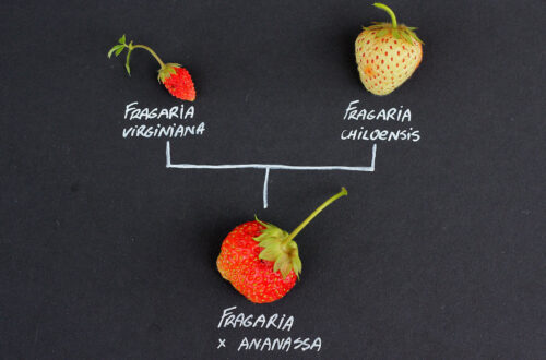 El origen de las fresas