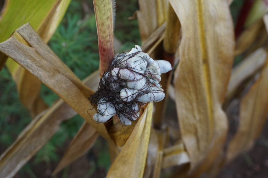 Huitlacoche en Polonia