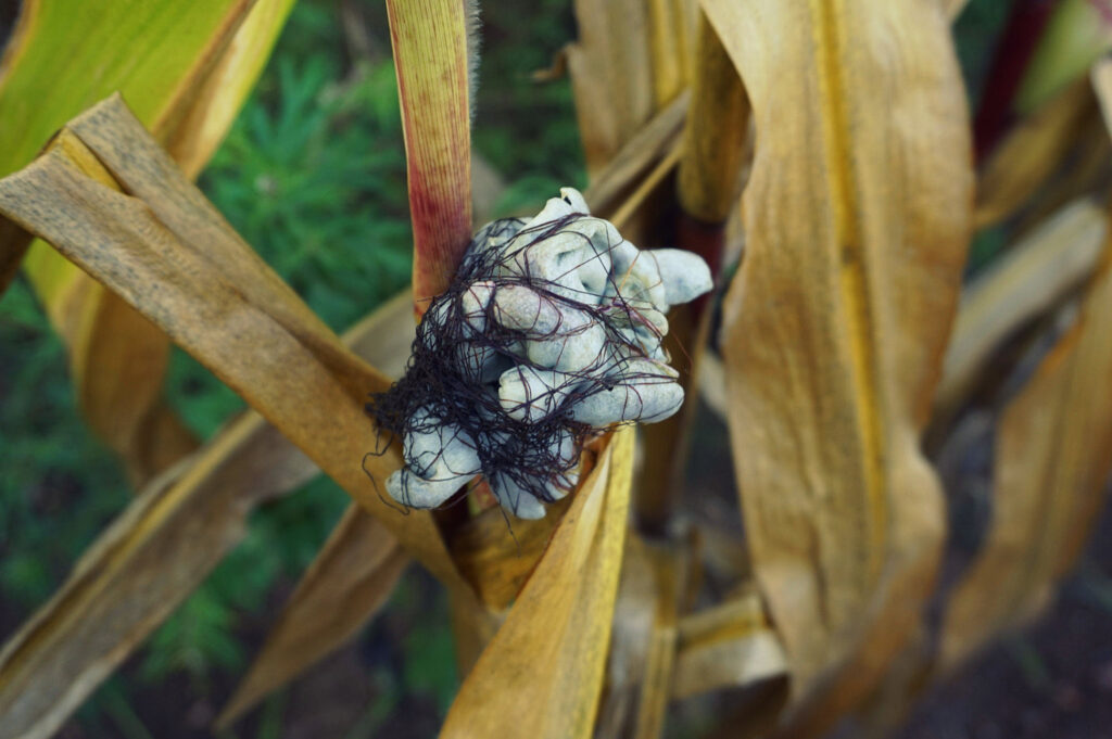 Huitlacoche - głownia guzowata kukurydzy