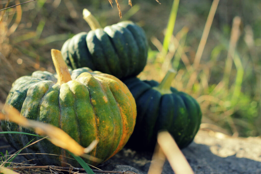 futsu black calabaza